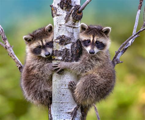 when are raccoons full grown.